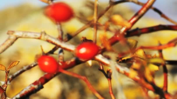 Natural rose hip in the gras — Stock Video