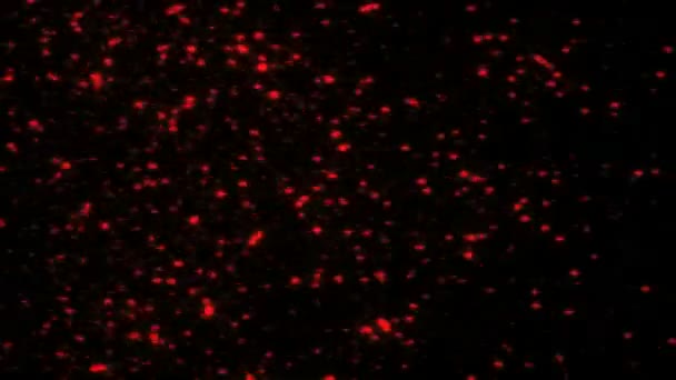 Particle fly like stars — Stock Video