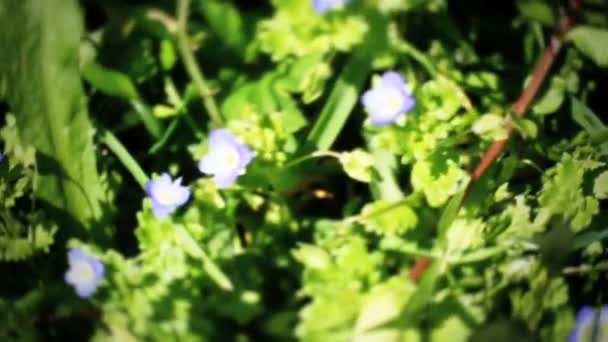 Natural spring meadow animation — Stock Video