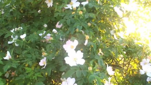 rayons de soleil fleurs 