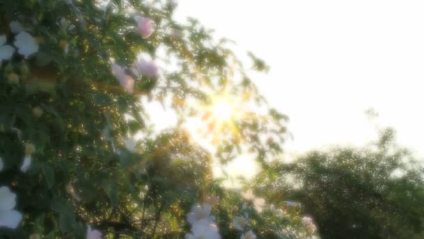 Sun ray blommor — Stockvideo