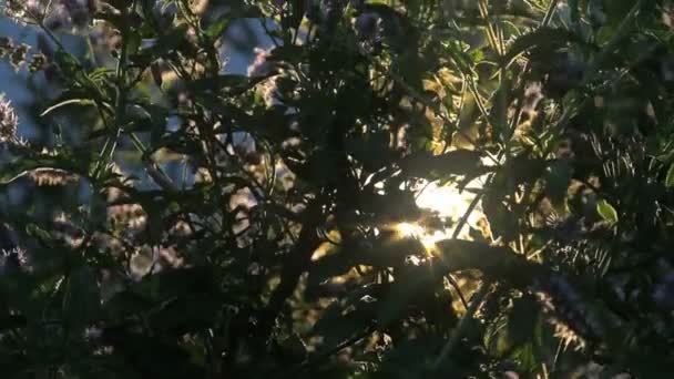 Hierba natural y rayos de sol — Vídeos de Stock