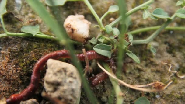 Hormigas comen el gusano en el suelo — Vídeos de Stock