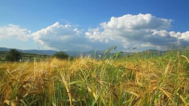 Campo de cevada amarela — Vídeo de Stock