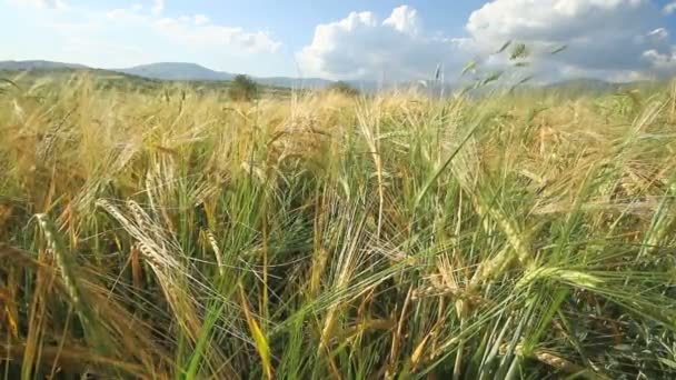 Field of yellow barley — Stock Video
