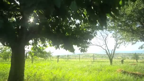 Árvore de raios de sol no prado — Vídeo de Stock