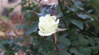 Bahçedeki genç beyaz gül