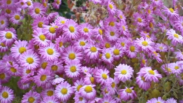 Rosafarbene Blumen im Garten — Stockvideo