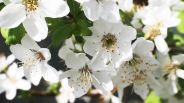 Bahar ağacı japans chery