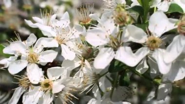 Bahar ağacı japans chery