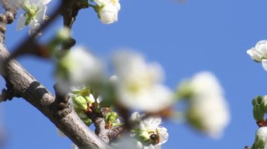 Bahar ağacı japans chery