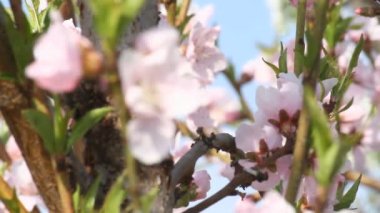 Bahar ağacı japans chery