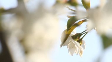 Bahar ağacı japans chery