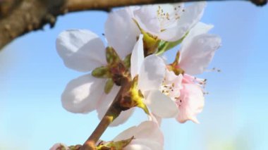 Bahar ağacı japans chery