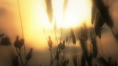 gün batımı çim sahada