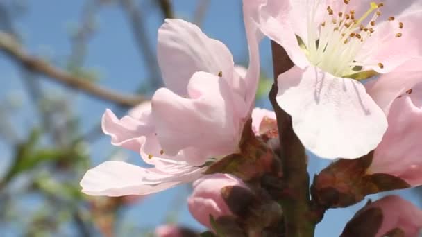 Весенние деревья в Японии — стоковое видео