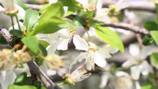 Spring tree japans chery — Stock Video