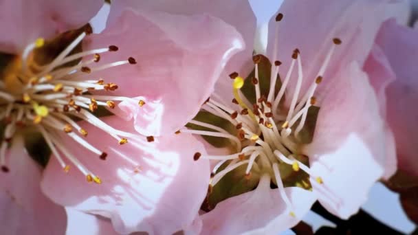 Primavera árvore japões chery — Vídeo de Stock