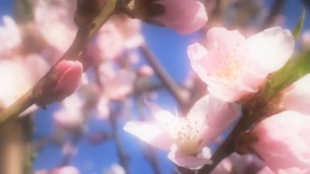 Spring tree japans chery — Stock Video