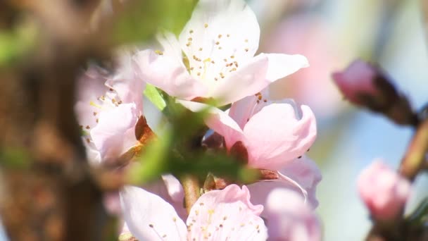 Primavera árbol japones chery — Vídeo de stock