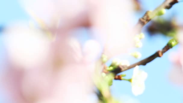 Primavera árbol japones chery — Vídeo de stock