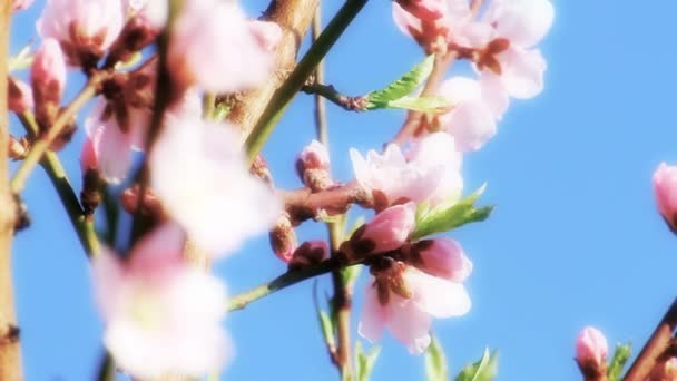 Chery pohon musim semi japans — Stok Video