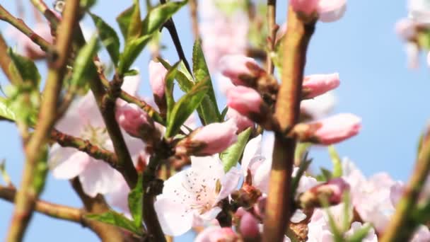 Tavaszi fa japans chery — Stock videók