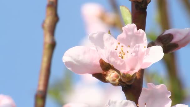 Primavera árbol japones chery — Vídeos de Stock