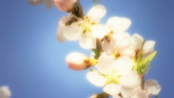 Bahar ağacı japans chery — Stok video