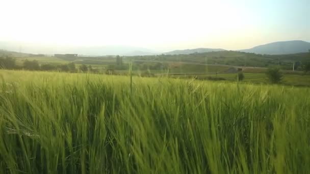 Cebada en el campo — Vídeos de Stock