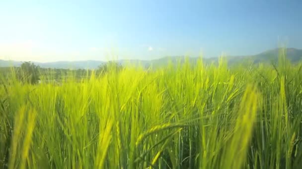 Cebada en el campo — Vídeos de Stock