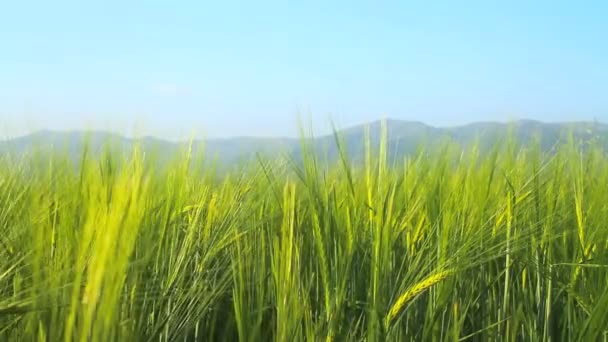 Cebada en el campo — Vídeo de stock