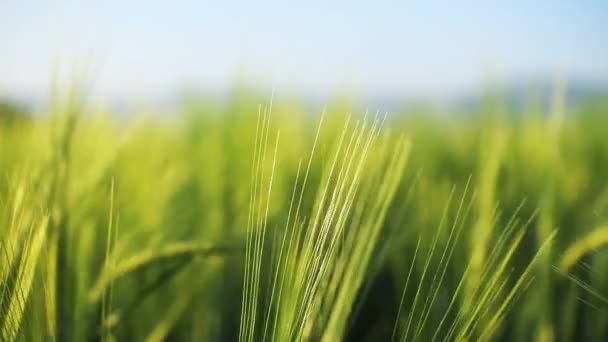 Cebada en el campo — Vídeo de stock