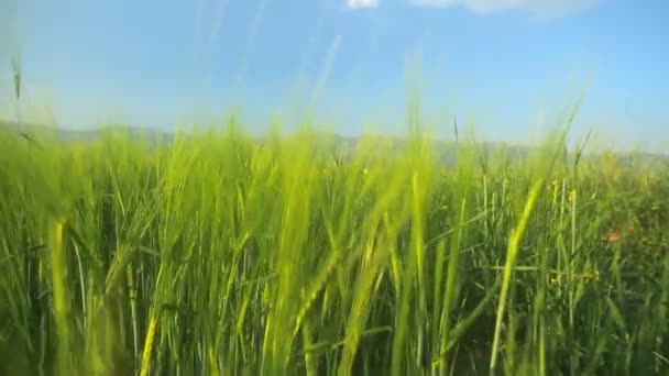 Barley in the field — Stock Video