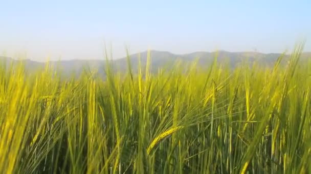 Gerste auf dem Feld — Stockvideo