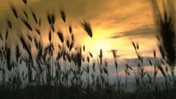 Hierba puesta del sol en el campo — Vídeo de stock