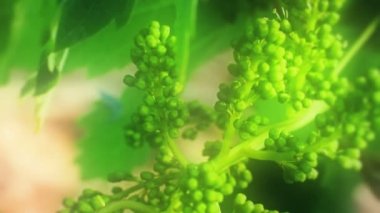 Genç üzüm üzüm bağı