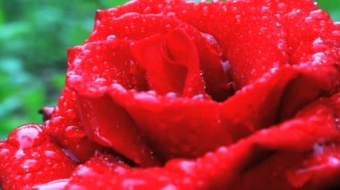 kırmızı bir bahçede yağmur sonrası yükseldi.