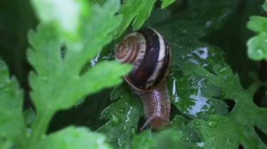 yağmur sonra çim Snail