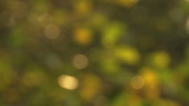 ağaçta sarı sonbahar yaprakları