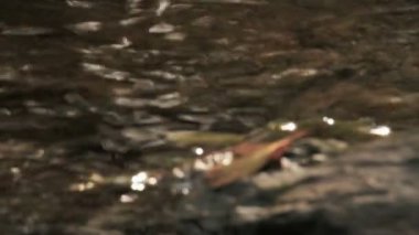 ağaçları ile çevrili doğa akışında