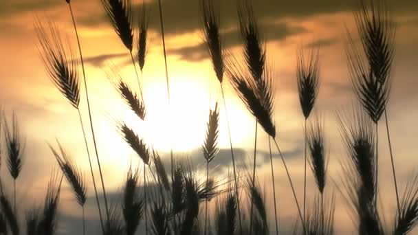 Sunset gräset på fältet — Stockvideo