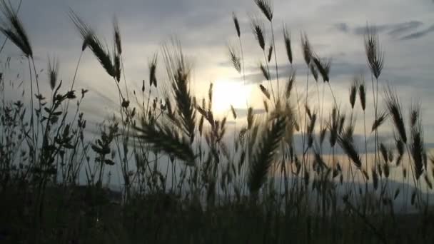 Zonsondergang gras op het veld — Stockvideo