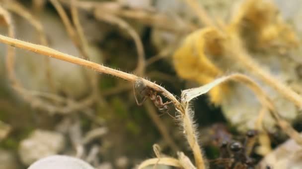 Ant kör på marken — Stockvideo