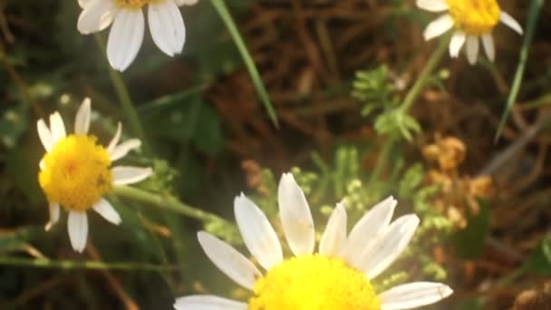 macro camomille au sol 