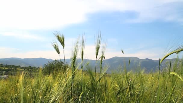 Gerste auf dem Feld — Stockvideo