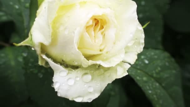 Rosa blanca en un jardín después de la lluvia — Vídeos de Stock
