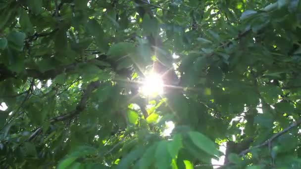 숲에 잎 빔 — 비디오