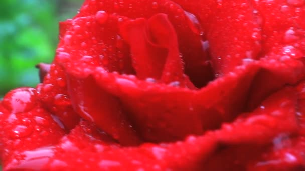 Rose rouge dans un jardin après la pluie — Video