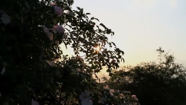 Sunset sun ray in flowers tree — Stock Video